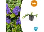 Vinca Minor 'Ralph Shugert' - Tappezzante Sempreverde - 24 Piante - Fiori Color Lavanda - 10-25 Cm - Ø9 Cm