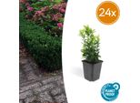 Euonymus Japonicus 'Green Spire' - Arbusto Da Siepe Sempreverde - 24 Piante - ↕10-25Cm - Ø9Cm - Sostituto Compatto Del Bosso - Facile Da Curare E Tollera La Potatura - Per Siepi E Aiuole