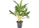 Aglaonema "Keylime"" - Pianta Da Appartamento Con Foglie Verde Chiaro - Altezza Circa 70 Cm - Ø 21 Cm - Pianta Dal Fogliame Decorativo E Di Facile Cura Per Soggiorni, Uffici E Interni"