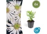 Aster Selvatico Aster Ageratoides 'Ashvi' - ↕10-25Cm - Ø9Cm - 6 Piante - Fioritura Autunnale Bianca - Facile Da Curare - Sole