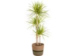 Dracaena Marginata Sunray Con Cesto - Altezza 130-150 Cm - Ø 24 Cm - Pianta D'appartamento Tropicale Con Fogliame Bicolore - Purificante Dell'aria E Facile Da Curare - Perfetta Per Il Soggiorno E L'ufficio