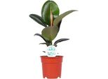 Albero Della Gomma Ficus Elastica Robusta - Pianta Da Appartamento Ø17Cm - Altezza Circa 55Cm - Pianta Di Facile Manutenzione Con Grandi Foglie Lucide Per Soggiorno, Ufficio E Interni