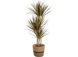 Dracaena Marginata Magenta Con Cesto - Altezza 110-130Cm - Ø21Cm - Pianta D'appartamento Esotica Con Foglie Rosse - Facile Da Curare E Purificante Dell'aria - Ideale Per Soggiorno E Ufficio
