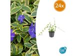 Vinca Minor 'Blue And Gold' - 24 Piante - Tappezzante Sempreverde - Fiori Blu-Viola - Foglie Giallo Oro - 10-25 Cm - Ø9 Cm - Tollerante All'ombra E Facile Da Curare