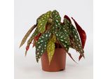 Begonia Trota - Begonia Maculata 'Wightii' - Pianta Da Appartamento - Ø12Cm - Altezza Circa 20Cm - Begonia Esotica Con Foglie A Macchie Argentate - Pianta Verde Decorativa E Di Facile Cura Per Interni
