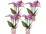 Set Di Orchidee Phalaenopsis Vienna - 4 Orchidee Ø9Cm - Orchidee Multiflora A Fiore Rosa Scuro/Viola - Eleganti Piante Da Appartamento Con 2-3 Steli Floreali - Fresche Di Coltivazione
