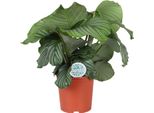 Calathea Orbifolia - Cesto Marant - Ø21Cm - ↕70Cm - Pianta D'appartamento Tropicale Con Grandi Foglie Verde-Argento - Pianta Che Purifica L'aria - Per Interni In Penombra