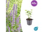 Agastache 'Blue Fortune' - Fiori Blu-Lavanda - 48 Piante - Amica Delle Api - Perenne Profumata - Ø9Cm - ↕10-25Cm - Facile Da Curare - Giardino Soleggiato - Quasi Naturale