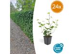 Hedera Hibernica - Edera Irlandese - 24 Piante - ↕10-25Cm - Ø9Cm - Rampicante E Coprisuolo Sempreverde - Facile Da Curare E Resistente - Per Siepi, Schermi Di Privacy E Verde