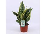 Canapa A Fiocco Sansevieria Futura Superba - Ø12Cm - Altezza 35Cm - Robusta E Facile Da Curare - Pianta Da Appartamento Per Casa E Ufficio