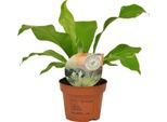 Felce A Coste - Asplenium Nidus - Pianta D'appartamento - Ø12 Cm - ↨35 Cm - Facile Da Curare E Purificante Dell'aria - Ideale Per L'ombra Parziale