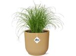 Erba Di Cipro A Foglie Alterne - Cyperus Alternifolius Zumula - Pianta Da Appartamento In Vaso Vibes Fold 14Cm Giallo - Pianta Ombrello Decorativa Per Soggiorno, Ufficio E Bagno