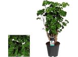 Polyscias Roble - Pianta Da Appartamento - Ø17Cm - ↕60Cm Di Altezza - Fogliame Esotico - Facile Da Curare E Decorativa