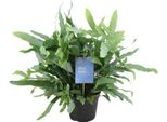 Felce Blu – Phlebodium Felce Blu – Felce Dorata – Pianta Da Appartamento Ø14 Cm – Altezza Circa 40 Cm – Pianta Purificatrice Dell'aria Per La Casa E L'ufficio – Pianta Verde Di Facile Manutenzione