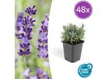 Lavandula Angustifolia 'Hidcote' - 48 Piante - Lavanda Profumata - Amica Delle Api - Resistente - Ø9Cm - ↕10-25Cm