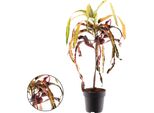 Croton Dreadlock - Altezza 70 Cm - Ø 19 Cm - Pianta D'appartamento Esotica Con Fogliame Colorato E Contorto - Pianta Ornamentale Di Facile Manutenzione Per Soggiorno, Ufficio E Giardino D'inverno
