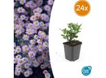 Aster Ageratoides 'Stardust' - 24 Piante - ↕10-25Cm - Ø9Cm - Aster Autunnale - Fiori Bianchi - Sole E Ombra Parziale - Facile Da Curare - Aiuole E Contenitori