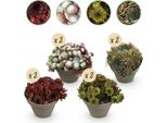 Tappeto Erboso Sempervivum Big Sam - 8 Piante - Resistente - Vari Colori - Aiuola Di Facile Manutenzione Per Aiuole, Giardini Rocciosi, Balconi E Terrazze - Ø14Cm H17Cm