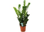 Zamioculcas Piuma Fortunata - Pianta D'appartamento - Ø21Cm - Altezza Circa 100Cm - Purificante Dell'aria E Facile Da Curare - Per Ambienti Interni Semi-Ombreggiati
