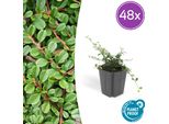 Cotoneaster Prostratus 'Streib's Findling' - 48 Piante - Copertura Del Terreno - Ø9Cm X ↕10-25Cm - Sempreverde - Fiori Bianchi E Bacche Rosse - Per Sole E Ombra - Facile Da Curare