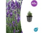 Lavandula Angustifolia 'Dwarf Blue' - 48 Piante - ↕10-25 Cm - Ø9 Cm - Lavanda Compatta - Profumata E Amica Delle Api - Resistente Alla Siccità