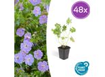 Geranium Rozanne - Tappeto Erboso Fiorito - 48 Piante - ↕10-25Cm - Ø9Cm - Fioritura Di Lunga Durata Da Maggio All'autunno - Facile Da Curare E Resistente - Per Aiuole, Bordure E Contenitori