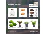 Giardino Di Bottiglie Bolder Bob - Ø31Cm - ↕30Cm - Terrario Fai Da Te Con Coperchio In Sughero E Piante - Mini Ecosistema Autosufficiente Senza Attrezzi - Calathea, Asparagus & Fittonia