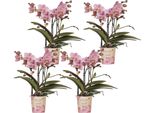 Orchidee Phalaenopsis - 4 Piante - Treviso - Rosa Scuro - Ø9Cm - Piante Da Appartamento In Fiore - Eleganti Orchidee Decorative - Ideali Per Soggiorno, Cucina E Ufficio - Fresche Di Coltivazione