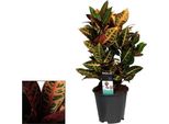 Croton Petra - Pianta Da Appartamento - Ø17Cm - ↕55Cm - Pianta Dal Fogliame Colorato Con Colori Vivaci - Facile Da Curare E Decorativa