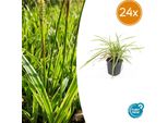 Carex Morrowii 'Aureovariegata' - Carice Giapponese - 24 Piante - Giallo-Verde Variegato - Ø9Cm - ↕10-25Cm - Sempreverde - Tollerante All'ombra - Facile Da Curare - Resistente
