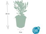 Aster Ageratoides 'Ashvi' - 24 Piante - Aster Autunnale Bianco - Fioritura - Ø9Cm - ↕10-25Cm - Facile Da Curare - Resistente - Giardino Al Sole
