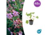 Geranium Macrorrhizum 'Ingwersen's Var - 48 Piante - ↕10-25Cm - Ø9Cm - Robusta Copertura Del Terreno - Fiori Rosa Tenero - Profumati - Facile Da Curare - Sole E Ombra Parziale