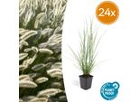 Pennisetum Alopecuroides 'Hameln' - 24 Piante - ↕10-25Cm - Ø9Cm - Erba Ornamentale - Tollerante Al Sole E All'ombra - Facile Da Curare - Aiuole E Vasi