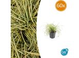 Carice Dorata Carex Oshimensis 'Evergold' - ↕10-25Cm - Ø9Cm - 60 Piante - Copertura Del Terreno - Resistente - Facile Da Curare - Giardino D'ombra