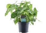 Syngonium Arrow 'Feel Green' - Pianta Da Appartamento - Ø14Cm - ↕25Cm - Foglia Di Freccia Con Foglie Decorative - Facile Da Curare E Purificante Dell'aria - Per Uso Interno