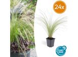 Stipa Tenuissima 'Ponytails' - 24 Piante - ↕10-25Cm - Ø9Cm - Erba Ornamentale A Pelo Fine - Ariosa E Giocosa - Sole - Facile Da Curare E Robusta