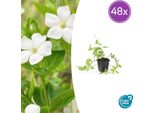 Vinca Major 'Alba', Sempreverde A Foglie Grandi - 48 Piante - ↕10-25 Cm - Ø9 Cm - Tappezzante Sempreverde Con Fiori Bianchi - Facile Da Curare E Resistente