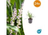 Uva Campanula Liriope Muscari 'Moneymaker' - 24 Piante - ↕10-25 Cm - Ø9 Cm - Pianta Tappezzante Sempreverde Con Fiori Viola - Perenne Da Giardino Di Facile Cura