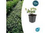 Arbusto A Fuso - Euonymus Fortunei 'Dart's Blanket' - ↕10-25 Cm - Ø9 Cm - 12 Piante - Copertura Del Terreno E Sottopiantagione - Resistente All'inverno