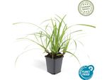 Carex Morrowii 'Ice Dance' - Erba Ornamentale Sempreverde - 48 Piante - Coprisuolo Per Sole E Ombra - Ø9Cm - ↕10-25Cm - Resistente E Facile Da Curare