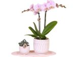 Set Regalo Granada - Rosa - Orchidea Phalaenopsis E Pianta Verde In Vaso Decorativo - Vassoio Organico Rosa - Elegante Set Di Piante Come Regalo O Decorazione