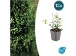 Euonymus Fortunei 'Coloratus' - ↕10-25Cm - Ø9Cm - 12 Piante - Arbusto Ornamentale Resistente Per Aiuole, Coperture Del Terreno E Siepi - Foglie Lucide E Bacche Rosa-Porpora