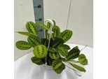 Maranta Leuconeura 'Fascinator' Lemon Lime - Pianta D'appartamento In Vaso Sospeso Ø15Cm - Altezza Circa 40Cm - Pianta Sospesa Che Purifica L'aria Con Motivo Fogliare Decorativo