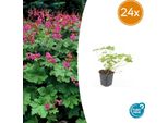 Geranium Macrorrhizum 'Czakor' - 24 Piante - ↕10-25 Cm - Ø9 Cm - Tappezzante Resistente - Fiori Rosa Intenso - Facile Da Curare E Adatto All'ombra