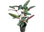 Ctenanthe Setosa - Ø17Cm - ↕60Cm - Pianta D'appartamento Tropicale Con Un Sorprendente Motivo Fogliare - Elegante Pianta Ornamentale A Foglia Per Soggiorno, Ufficio E Giardino D'inverno