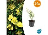 Hypericum 'Hidcote' - 24 Piante - ↕10-25 Cm - Ø9 Cm - Fiori Gialli - Sempreverde - Arbusto Di Facile Manutenzione - Sole & Ombra Parziale