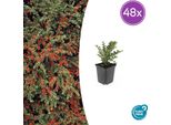 Cotoneaster Horizontalis - 48 Piante - ↕10-25Cm - Ø9Cm - Arbusto Ornamentale Con Bacche Rosse - Resistente E Facile Da Curare - Per Aiuole, Argini E Come Copertura Del Terreno
