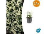 Euonymus Fortunei 'Harlequin' - Coprisuolo Variegato - 24 Piante - Ø9Cm - ↕10-25Cm - Sempreverde E Resistente