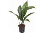 Palma Del Ciabattino Aspidistra Elatior - Pianta Da Appartamento Ø13Cm - Alta Circa 50Cm - Pianta Verde Di Facile Manutenzione Per Il Soggiorno E L'ufficio - Sempreverde E Robusta
