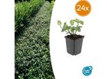 Euonymus Fortunei 'Dart's Blanket' - Coprisuolo Sempreverde - 24 Piante - Ø9Cm - ↕10-25Cm - Fogliame Colorato E Resistente - Per Aiuole E Zone D'ombra